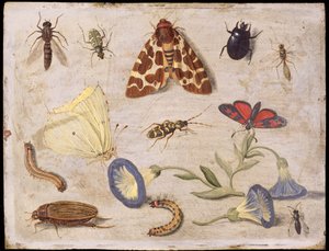 Insects (oil on copper)